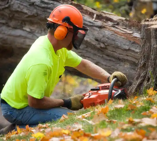 tree services West Wareham